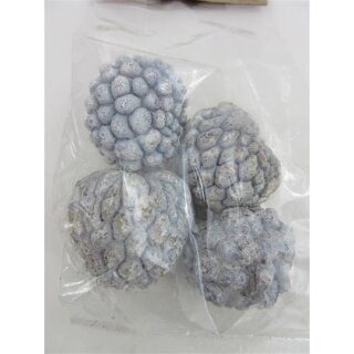 Zapfen Attafrüchte weiß gewaschen Tüte (4 Stück)